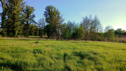 Beautiful spring landscape with grass, trees