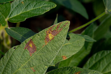 Brown and black spots on soybean plant leaf. Agriculture foliar disease, crop damage and farming pest control concept.