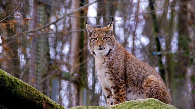 View of Lynx in Forest