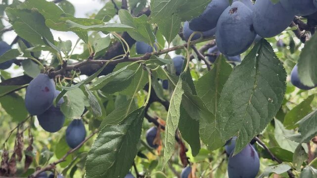 resh bunch of natural fruits growing in homemade garden. Close-up. Organic farming, healthy food, BIO viands, back to nature concept.