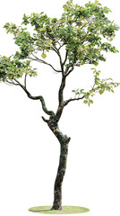 Fototapeta premium green tree isolated on white