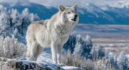 Fototapeta premium Majestic White Wolf Howling in a Snowy Mountain Landscape, Symbolizing Wilderness and Conservation Efforts, Ideal for Nature and Wildlife Campaigns : Generative AI