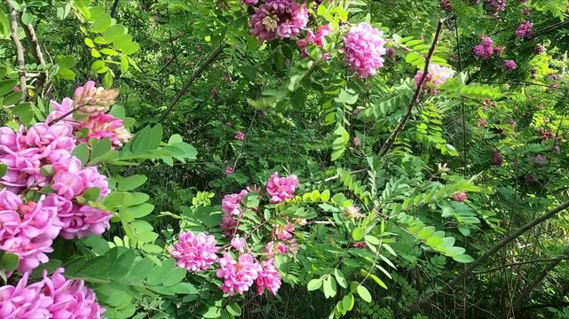 flowering bush Robinia hispida, the flowers on it are bright pink, swaying in a strong wind