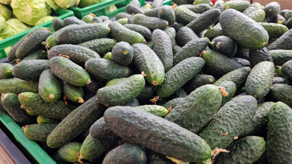 Fresh cucumbers are sold in the store. A pile of cucumbers at the market. Healthy eating concept. Vegetable department of the supermarket. Fresh cucumbers on the counter of the grocery store. Food