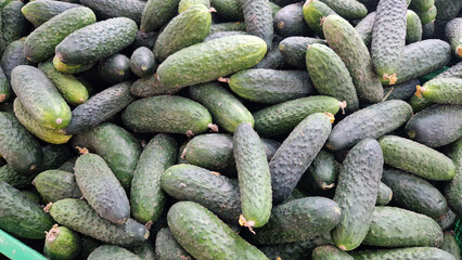Fresh cucumbers are sold in the store. A pile of cucumbers at the market. Healthy eating concept. Vegetable department of the supermarket. Fresh cucumbers on the counter of the grocery store. Food