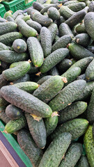 Fresh cucumbers are sold in the store. A pile of cucumbers at the market. Healthy eating concept. Vegetable department of the supermarket. Fresh cucumbers on the counter of the grocery store. Food