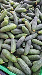 Fresh cucumbers are sold in the store. A pile of cucumbers at the market. Healthy eating concept. Vegetable department of the supermarket. Fresh cucumbers on the counter of the grocery store. Food