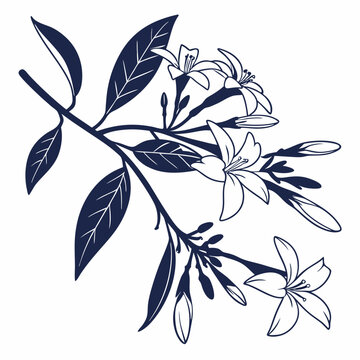 black and white jessamine