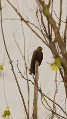 Majestic Glimpse: A Black Kite Perched in the Wild