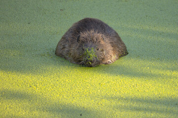 A beaver © pat