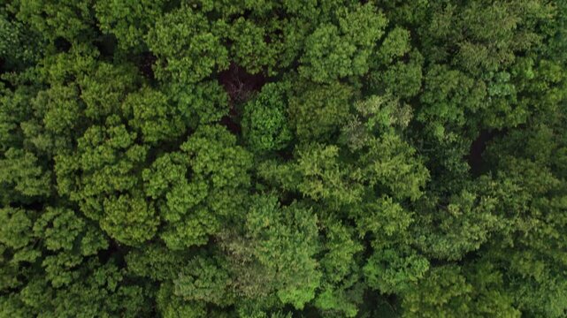 Drone shot and birds-eye aerial view looking straight down at top of treetops, green lush forest, trees, branches, and woods during a humid day in the midwest near Lancaster, Ohio with fog and plants