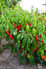 Bright red chili peppers growing vibrantly in a lush garden during late summer