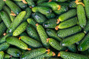 A variety of fresh cucumbers in a local market display their vibrant green colors and smooth textures while capturing the essence of farm-fresh produce