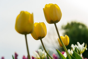 Beautiful yellow tulips stand tall in a colorful garden filled with flowers. The blooms thrive under the spring sun, bringing life and joy to the surroundings