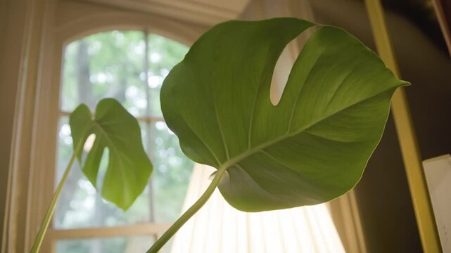 Lush green plant and lush greenery with abstract lit background of large big leaf and leaves in planter along sunlit glass window sill in slo mo slow motion and bright image