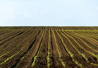 Fertile agricultural land showcases neatly organized rows of young crops sprouting under a clear...