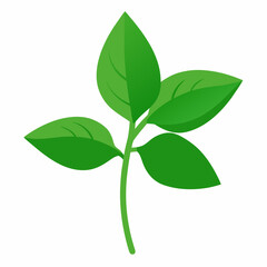 green leaves isolated on white background