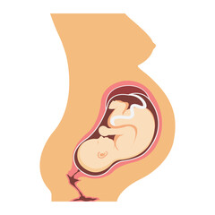 Pregnancy anatomy. Vector illustration of uterus with fetus