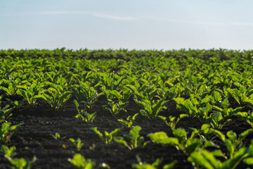 Lush green plants grow in neat rows across a fertile field, basking in the warm sunlight on a clear...