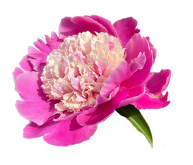 Beautiful pink peony flower isolated on transparent background