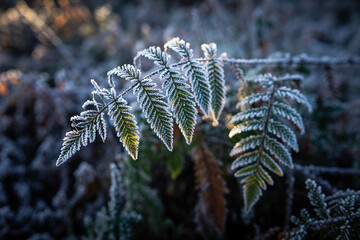 fern in the snow