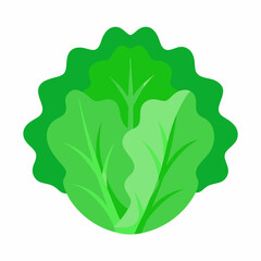 cabbage isolated on white background