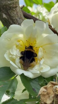 bee on a flower