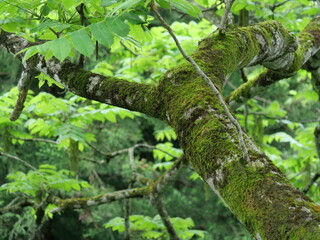 A thick tree branch blanketed in moss and damp with spring moisture, Rokugo, Akita, Japan