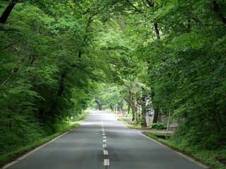 A green tree tunnel in the Isawa Cherry Blossom Corridor at the end of spring, Oshu, Iwate, Japan