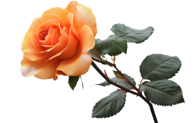 Pink t-shirt template for women, front and back view isolated on a transparent background - An orange rose on the stem, with a transparent background