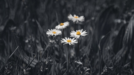 Five Daisies (Bellis Perennis ) © Leny Silina Helmig