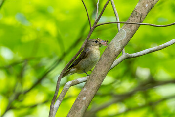 枝にとまるコサメビタキ