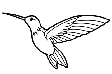 Fototapeta premium Outlined Hummingbird Illustration with Wings Spread, a Simple Line Drawing Style, Profile View