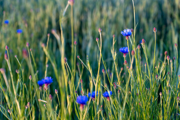 Wild blue cornflowers blooming in a sunlit green meadow with tall grass during a calm summer morning. Concept of natural beauty, untouched wilderness, seasonal flowers, and peaceful rural landscape.