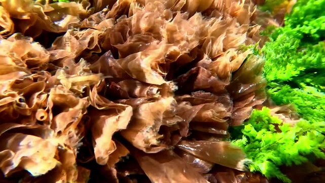 Green algae Cladophora and red algae Porphyra on rocks in clear transparent water in the Black Sea.