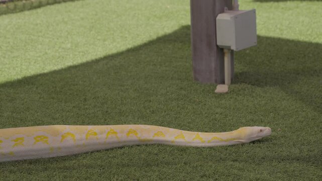 This video shows a large white and pale yellow snake slithers smoothly across artificial grass.