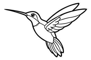 Detailed Line Drawing of a Flying Hummingbird with Long Beak and Tail Feathers © kanchanrani