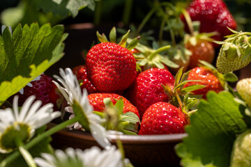 Fresh strawberries and daisies resting in a bowl in the garden