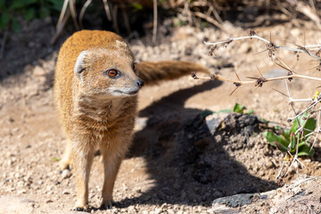 Portrait of a yellow mongoose (cynictis penicllata)