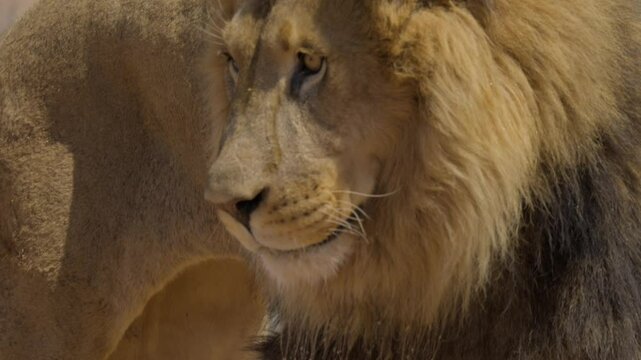 This video shows a close up, slow motion view of a lion licking his lips and salivating from the mouth.