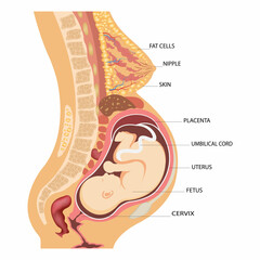Biology Educational Scheme for a Baby in the Womb Diagram. Anatomy of a pregnant woman