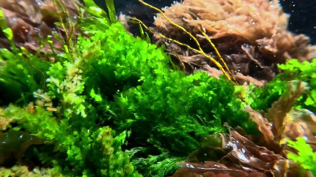 Green algae Cladophora and red algae Porphyra on rocks in clear transparent water in the Black Sea.