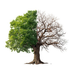 3d realistic split tree half green half bare isolated on transparent background