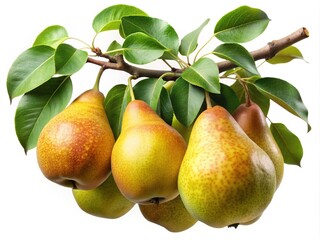 A Branch Full of Ripe Pears and Green Leaves on White Background