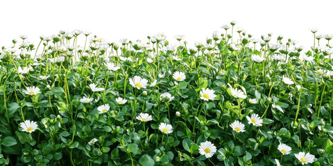Field Of Daisies In Bloom. Nature'S Beauty And Tranquility In A Lush Green Meadow Isolated On Transparent Background