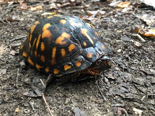 Eastern Box Turtle in West Virginia – Wildlife and Natural Habitat