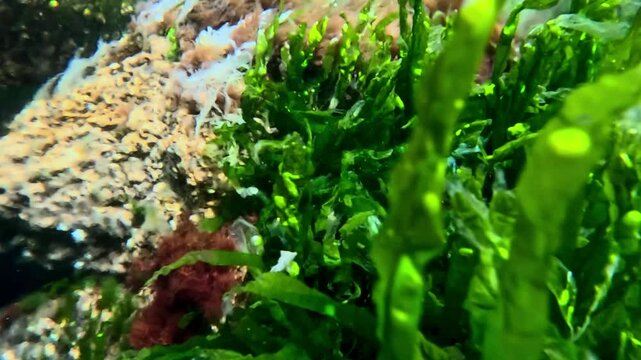 Green algae Enteromorpha intestinalis on rocks near the shore in the Black Sea, underwater landscape