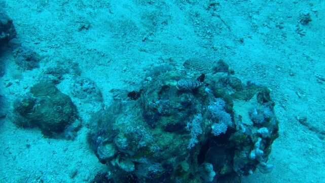 coral reef with lizard fish