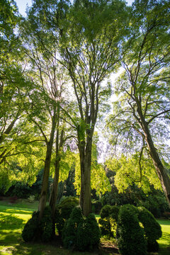 alberi con chioma verde con siepe 