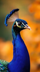 Obraz premium Vibrant Peacock Close-Up: Exotic Bird with Colorful Feathers and Striking Blue-Green Plumage